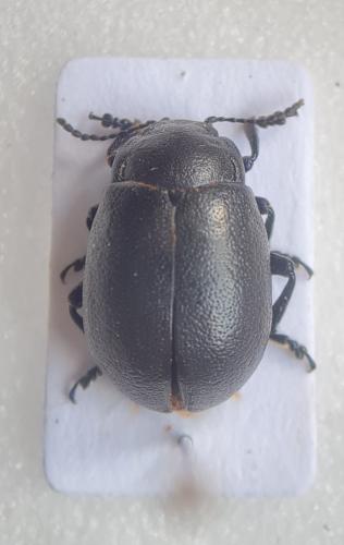 Réf. 283 532 : Chrysolina platypoda